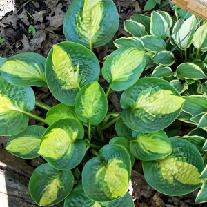 Саженцы Хоста Warwick Comet (Уорвик Комет) М