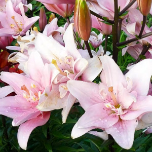  Лилия азиатская Bentley (Бентли)