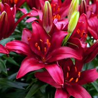 Луковицы  Лилия азиатская Tiny Comfort (Тайни Комфорт) (3шт.)