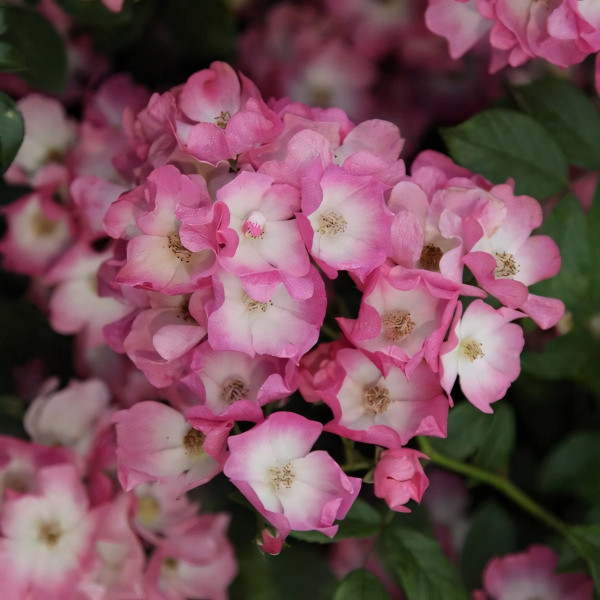 Саженцы Роза флорибунда Балерина