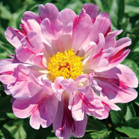 Саженцы Пион Pink Luau (Пинк Луау)