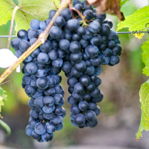 Саженцы Виноград Макси черный