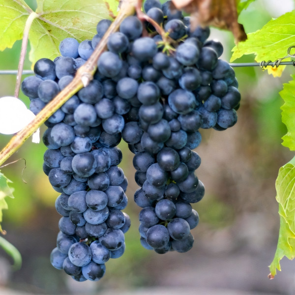 Саженцы Виноград Макси черный