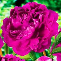 Саженец Пион Виктори Де Ла Марн