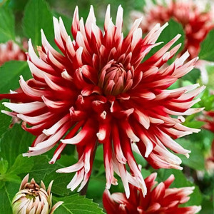 Саженцы Георгина кактусовая Friquolet (Фриколет)