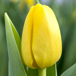 Тюльпан Фостера Истер Мун (в упаковке - 3шт.)