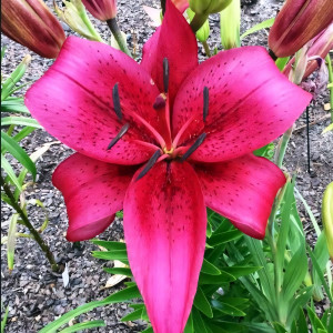  Лилия АОА гибрид November Rain (Новембер Рейн)