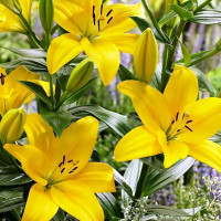 Луковицы  Лилия азиатская Yellow County (Йеллоу Каунти) (3шт.)