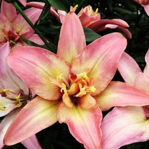  Лилия Дабл Трабл