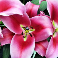 Луковицы Саженцы Лилия ОТ гибрид Dalian (Далиан) (3шт.)