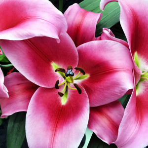  Лилия ОТ гибрид Dalian (Далиан)