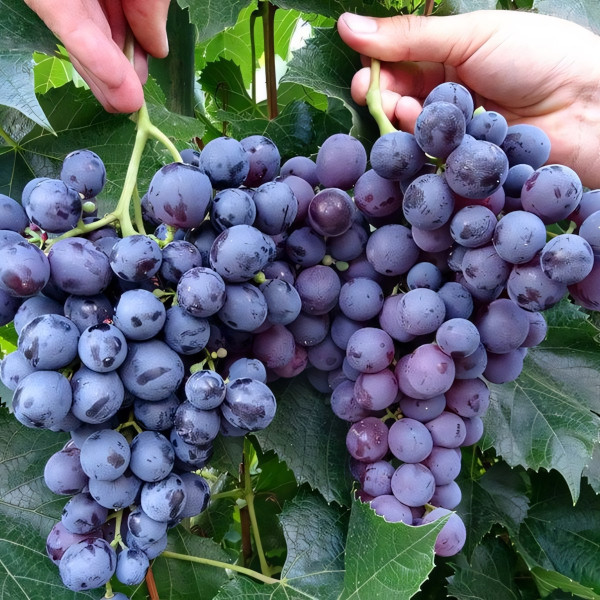 Саженцы Виноград Восторг черный