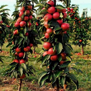 Саженцы Яблоня колоновидная  Алые паруса