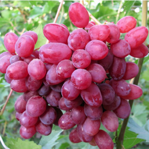 Саженцы Виноград кишмиш Мечта