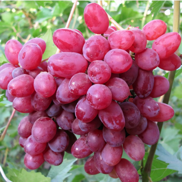 Саженцы Виноград кишмиш Мечта