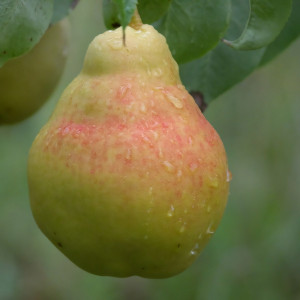 Саженцы Груша Кафедральная