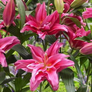  Лилия восточная Twyford (Твифорд)