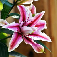 Луковицы  Лилия восточная Magic Star (Мэджик Стар) (3шт.)