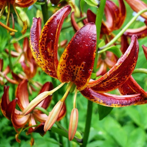  Лилия Arabian Knight (Арабиан Найт)