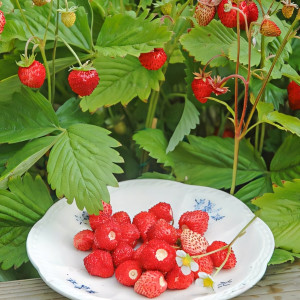 Клубника (мелкоплодная) Александрия 5 шт. в упаковке