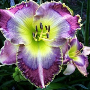 Саженцы Лилейник Blue Bird of Paradise (Блю Бед оф Парадайз)