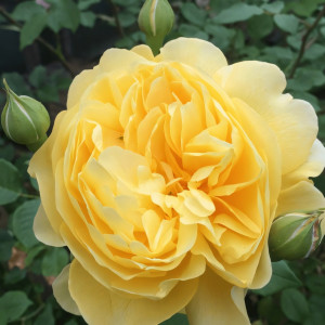 Саженцы Роза английская Зе Поэтс Вайф