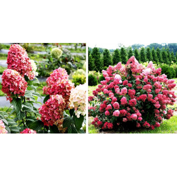 Гортензия метельчатая Diamand Rouge