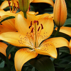  Лилия азиатская Apricot Joy (Априкот джой)