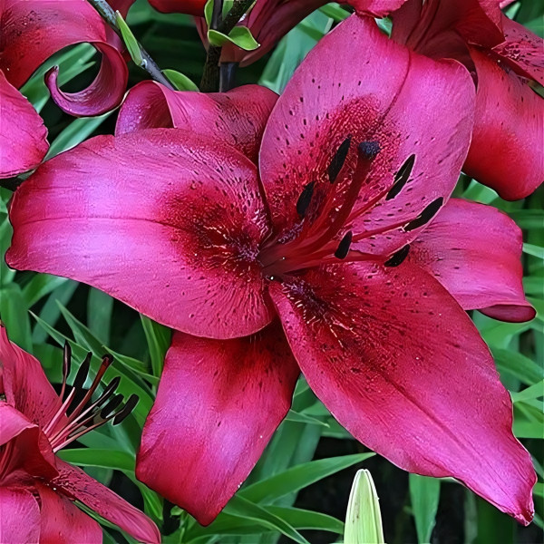 Луковицы  Лилия АОА гибрид November Rain (Новембер Рейн) (3шт.)