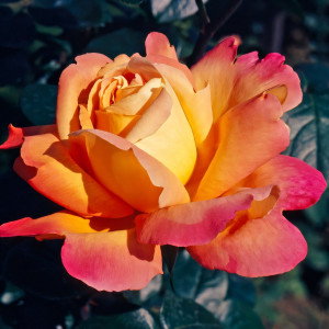 Саженцы Роза чайно-гибридная Луи де Фюнес