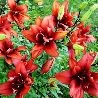 Луковицы  Лилия Коктейль Твинс (3шт.)