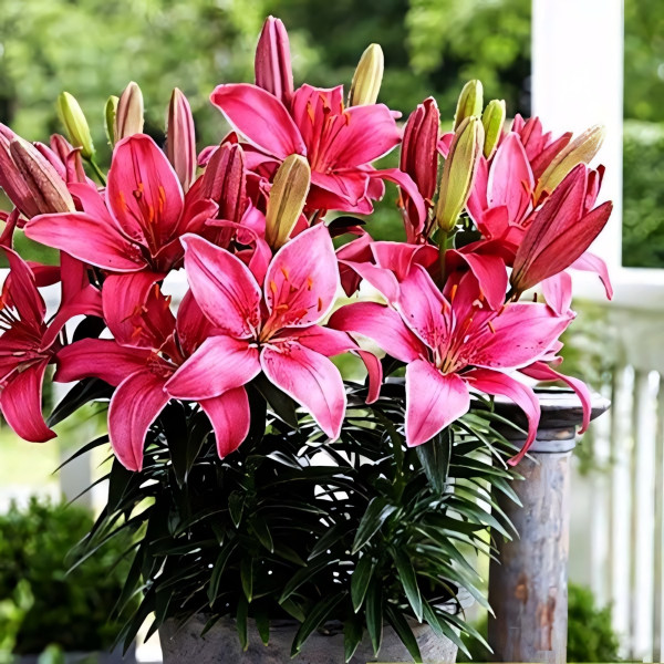 Луковицы  Лилия азиатская Pippa's Joy (Пиппаз Джой) (3шт.)