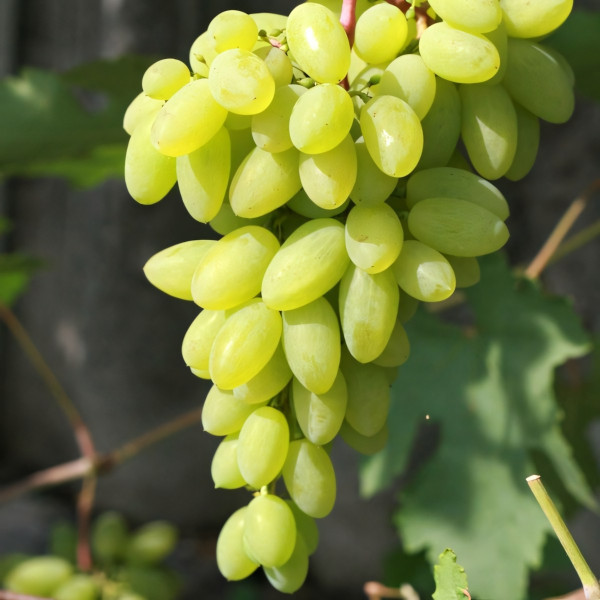 Саженцы Виноград Тимур