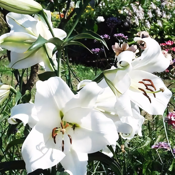 Луковицы  Лилия LOO гибрид Bright Brilliant (Брайт Бриллиант) (3шт.)