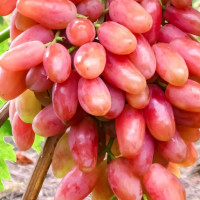 Саженцы Виноград Юбилейный