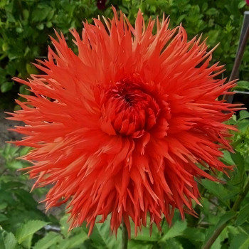 Саженцы Георгина бахромчатая Mel's Orange Marmelade (Мелз Оранж Мармелад)