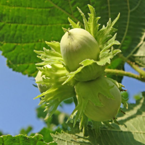 Саженцы Фундук Трапезунд