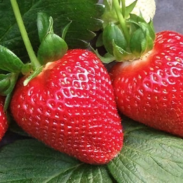 Саженцы Земляника Квики  (упаковка 5 шт.)
