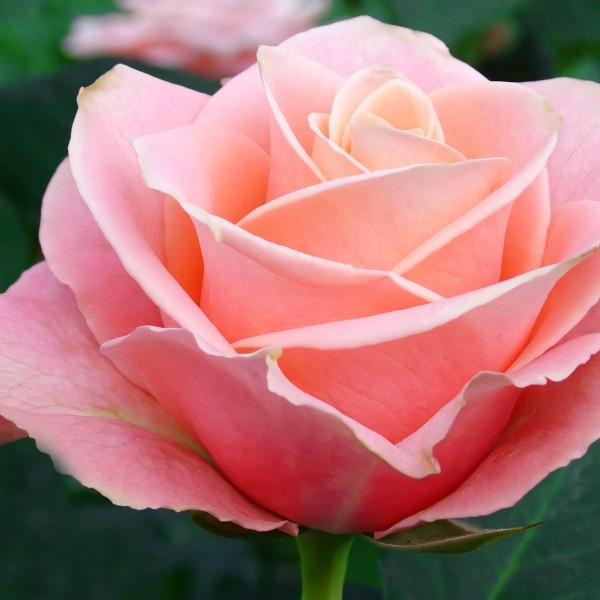 Саженцы Роза флорибунда Ангажемент