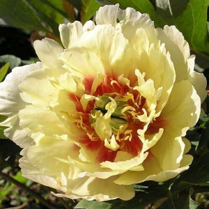 Саженцы Пион Yellow Heaven (Йеллоу Хэвен)