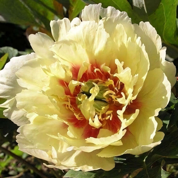 Саженцы Пион Yellow Heaven (Йеллоу Хэвен)