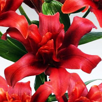 Луковицы  Лилия азиатская Bаld Eagle (Болд Игл) (3шт.)