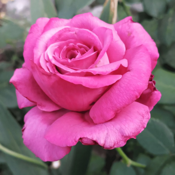 Саженцы Роза чайно-гибридная Клод Брассер