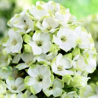 Саженцы Флокс метельчатый Jade (Джэйд)