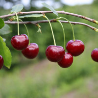 Саженцы Вишня Скороспелка