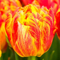 Луковицы Тюльпан махровый Монте Флейм (в упаковке - 3шт.)