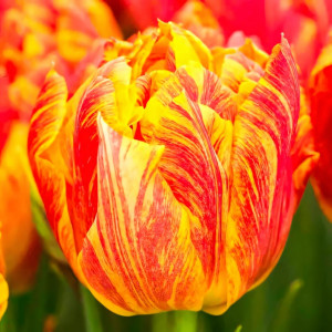 Тюльпан махровый Монте Флейм (в упаковке - 3шт.)