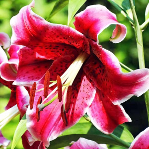  Лилия ОТ гибрид Miss Feya (Мисс Фея)