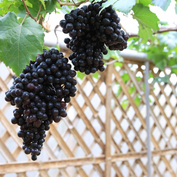 Саженцы Виноград кишмиш черный