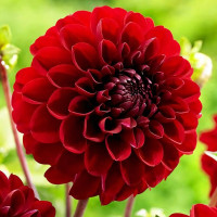 Саженцы Георгина гэллери Gallery Rivera (Гэллери Ривьера)